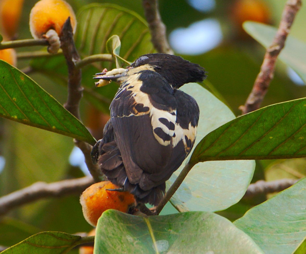 Heart-spotted Woodpecker - Rajesh G H