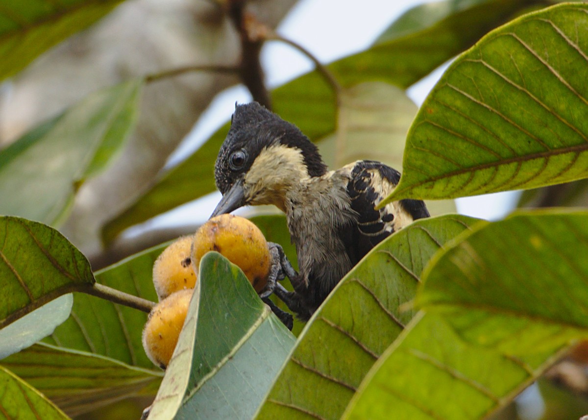 Heart-spotted Woodpecker - Rajesh G H