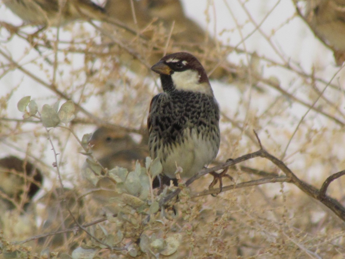 Spanish Sparrow - ML194721311