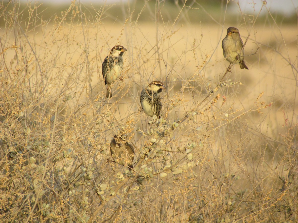 Spanish Sparrow - Uri Almog Gabay