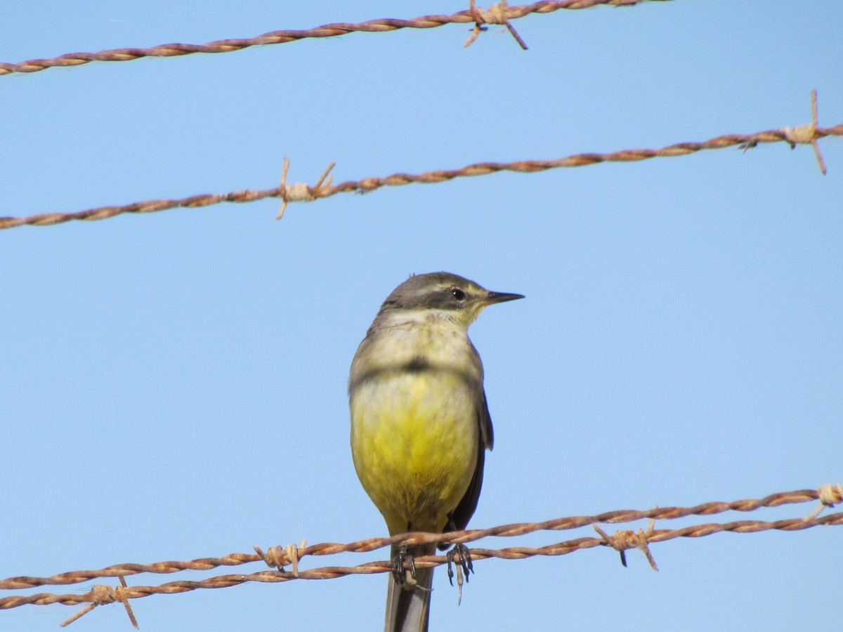 Western Yellow Wagtail - ML194721581