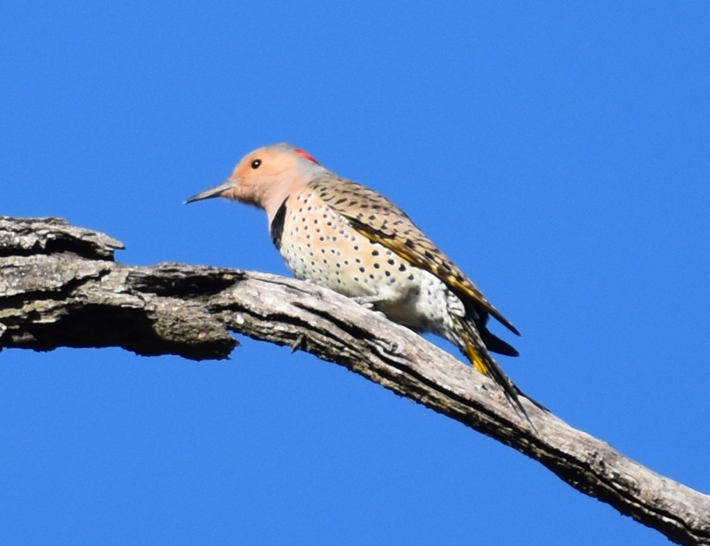 Northern Flicker - Matt DuRoss