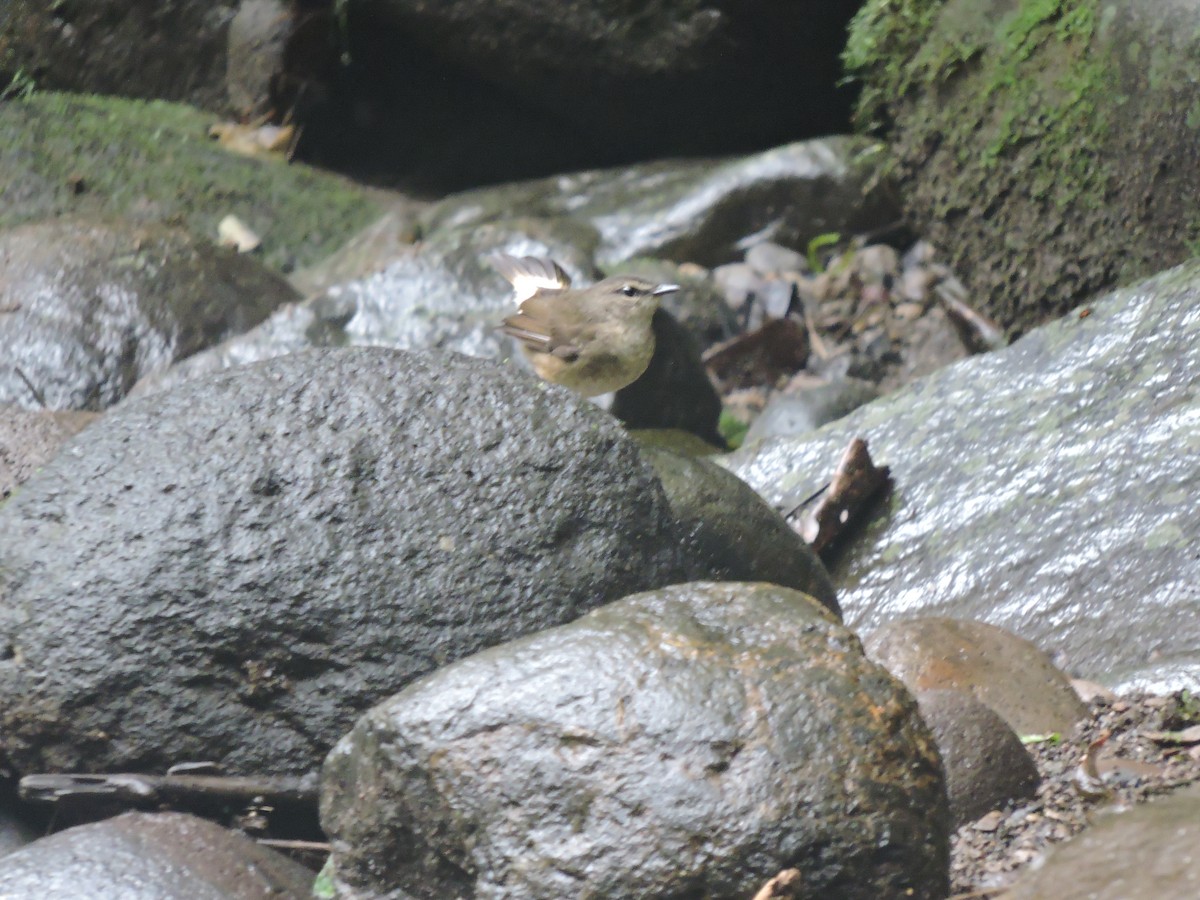 Buff-rumped Warbler - ML194724101