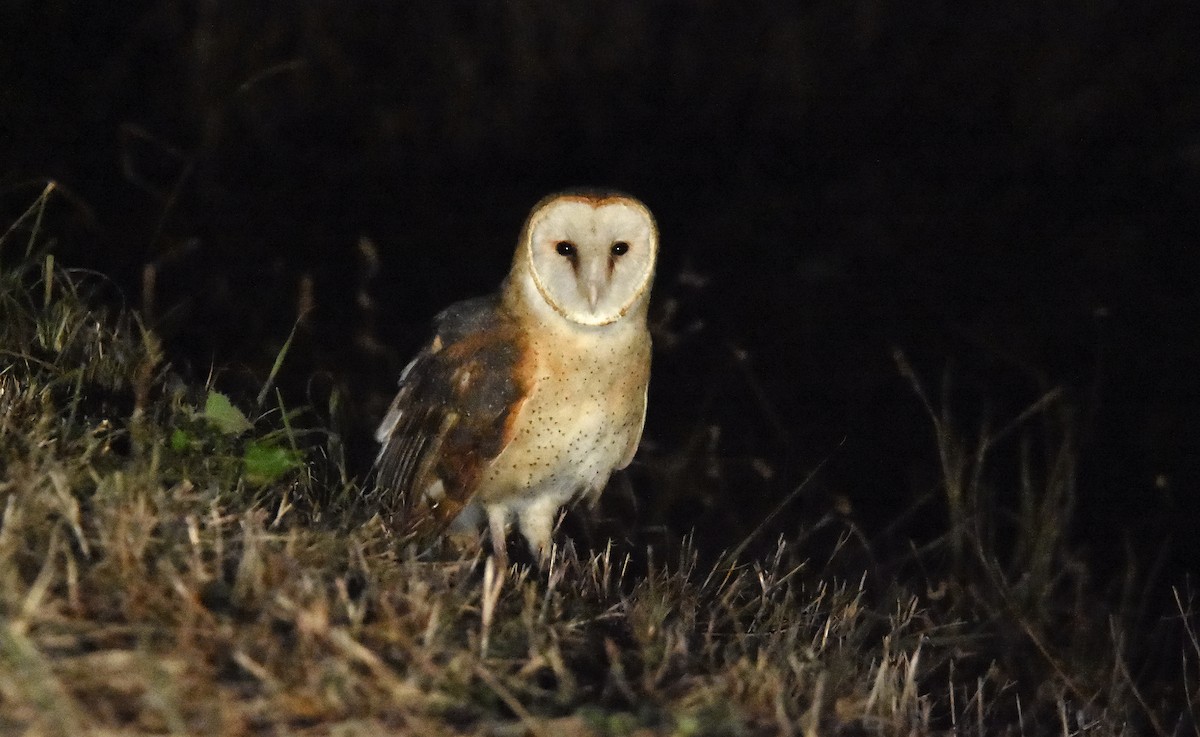 Barn Owl - ML194726531