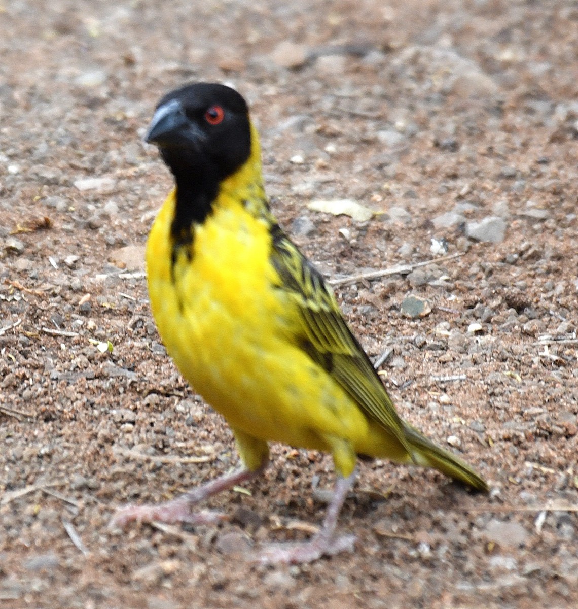 Southern Masked-Weaver - ML194726701