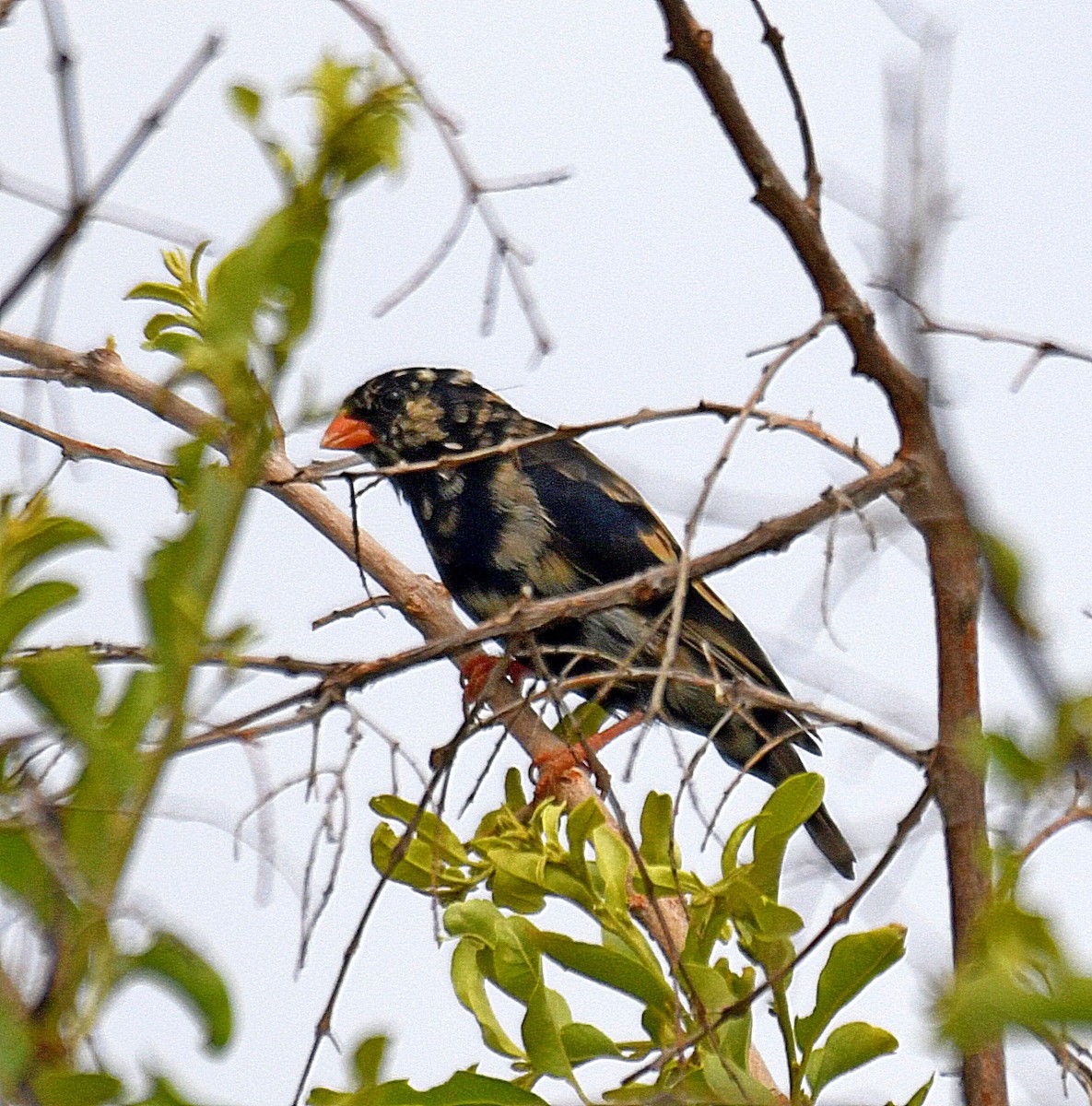 Village Indigobird - ML194726871