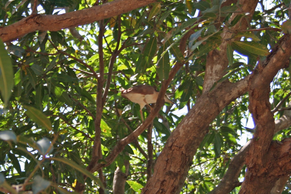 Nankeen Night Heron - ML194727391