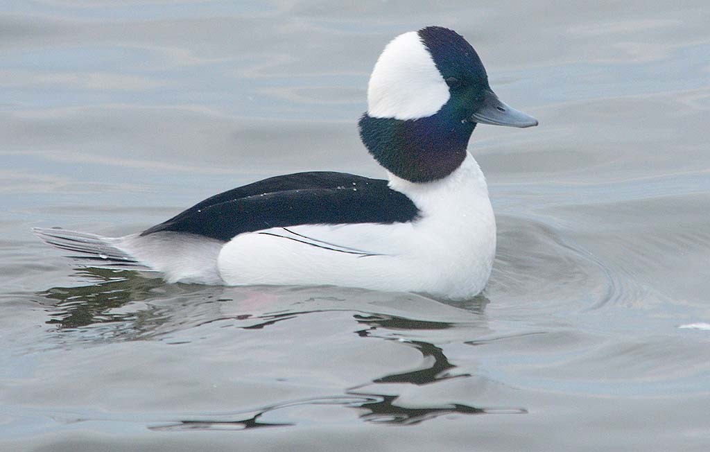 Bufflehead - Hugh Vandervoort