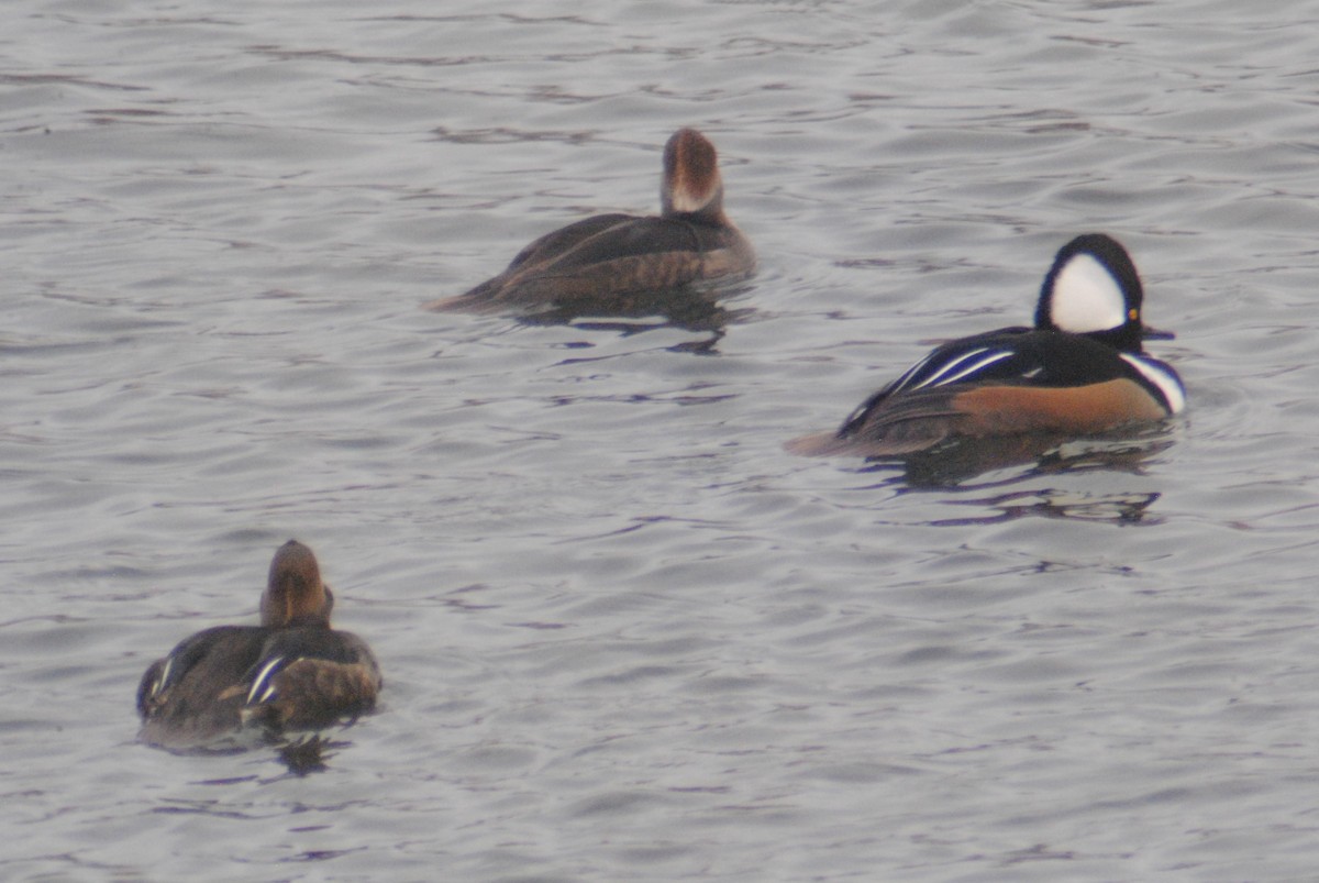 Hooded Merganser - ML194729271