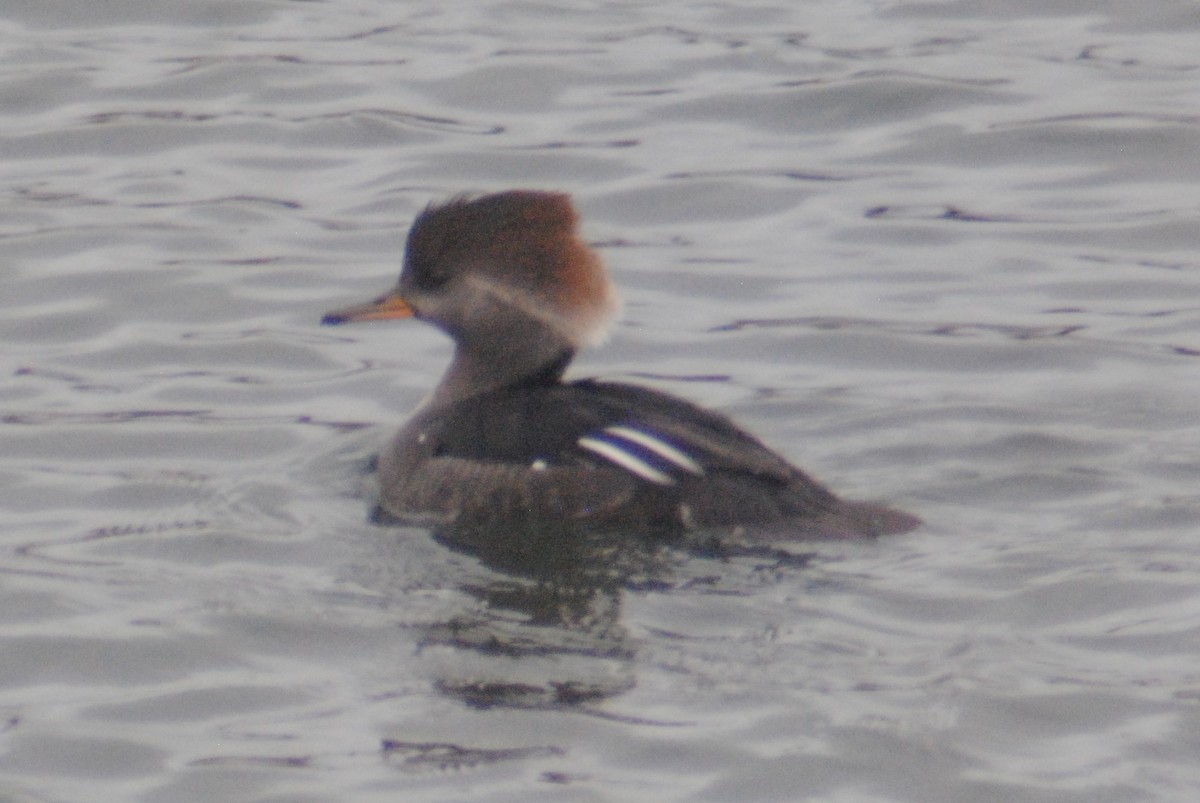 Hooded Merganser - ML194729291