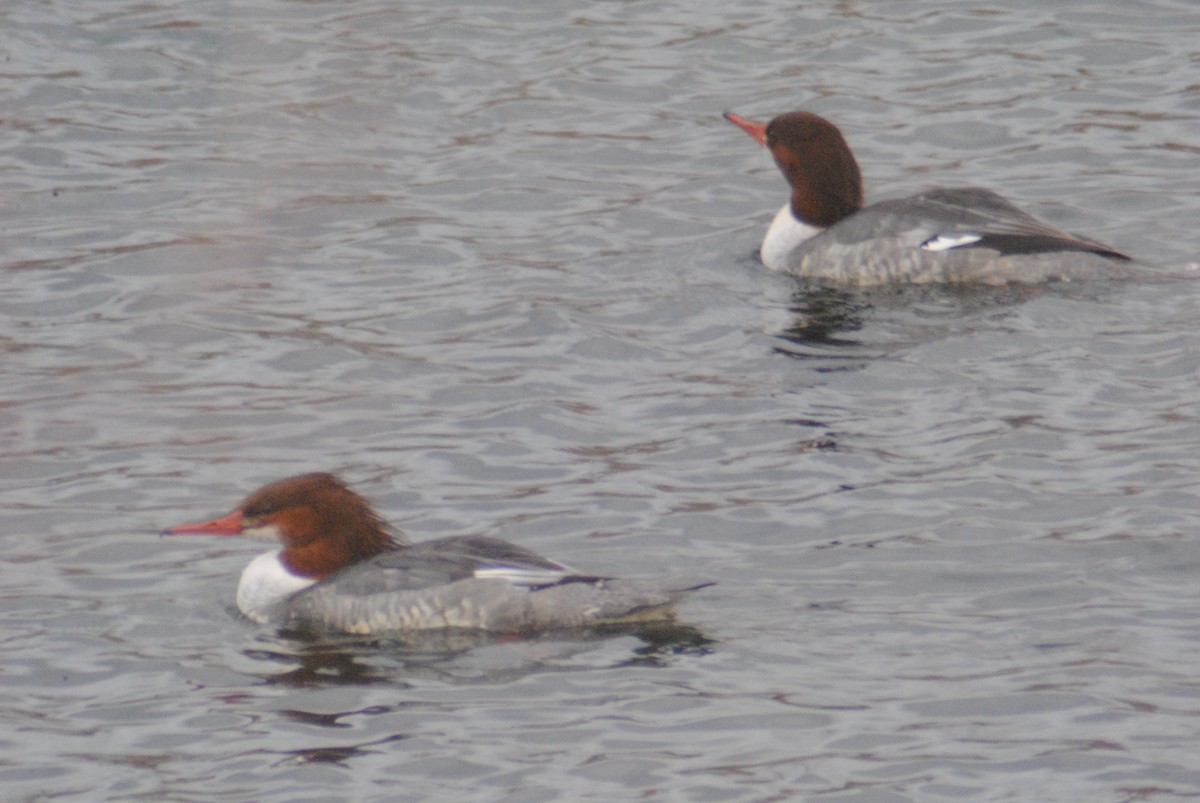 Common Merganser - ML194729911