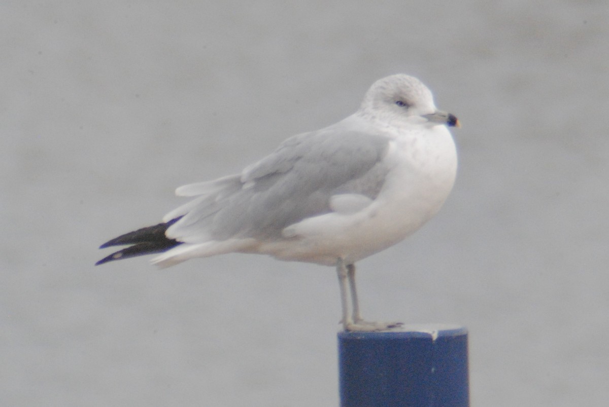 Ring-billed Gull - ML194729931