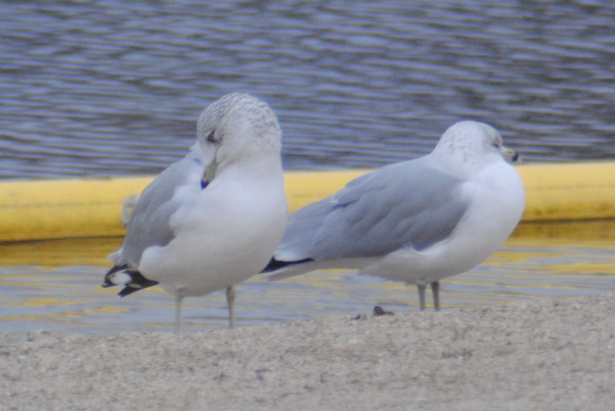 Ring-billed Gull - ML194730101