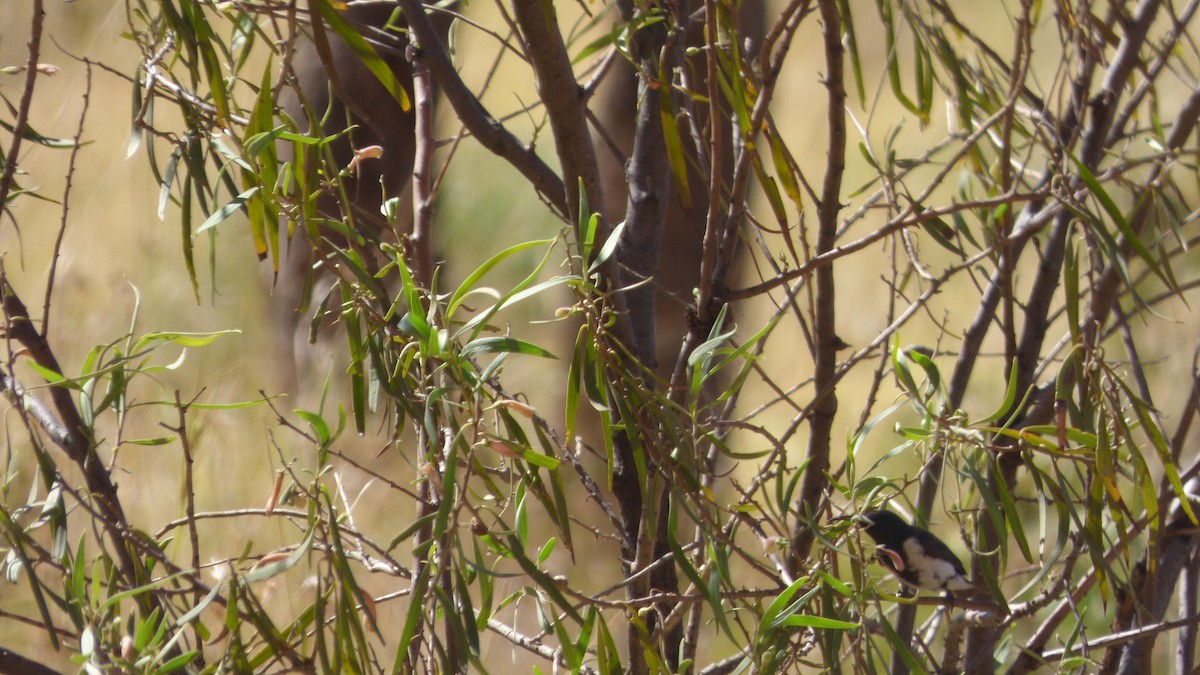 Black Honeyeater - ML194730921