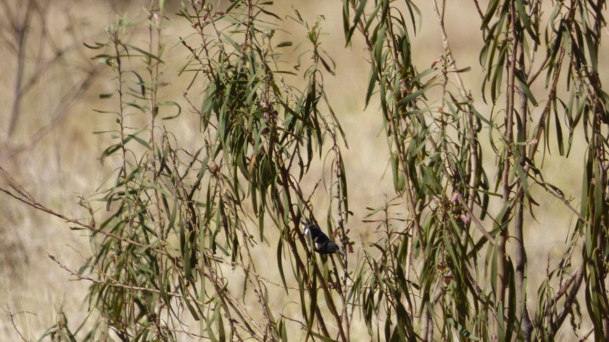 Black Honeyeater - ML194730931