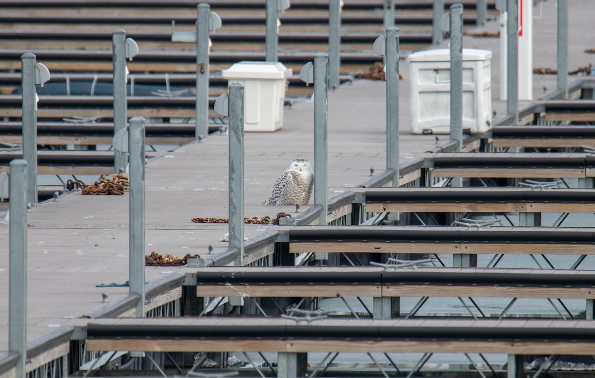 Snowy Owl - Daniel Mlodozeniec
