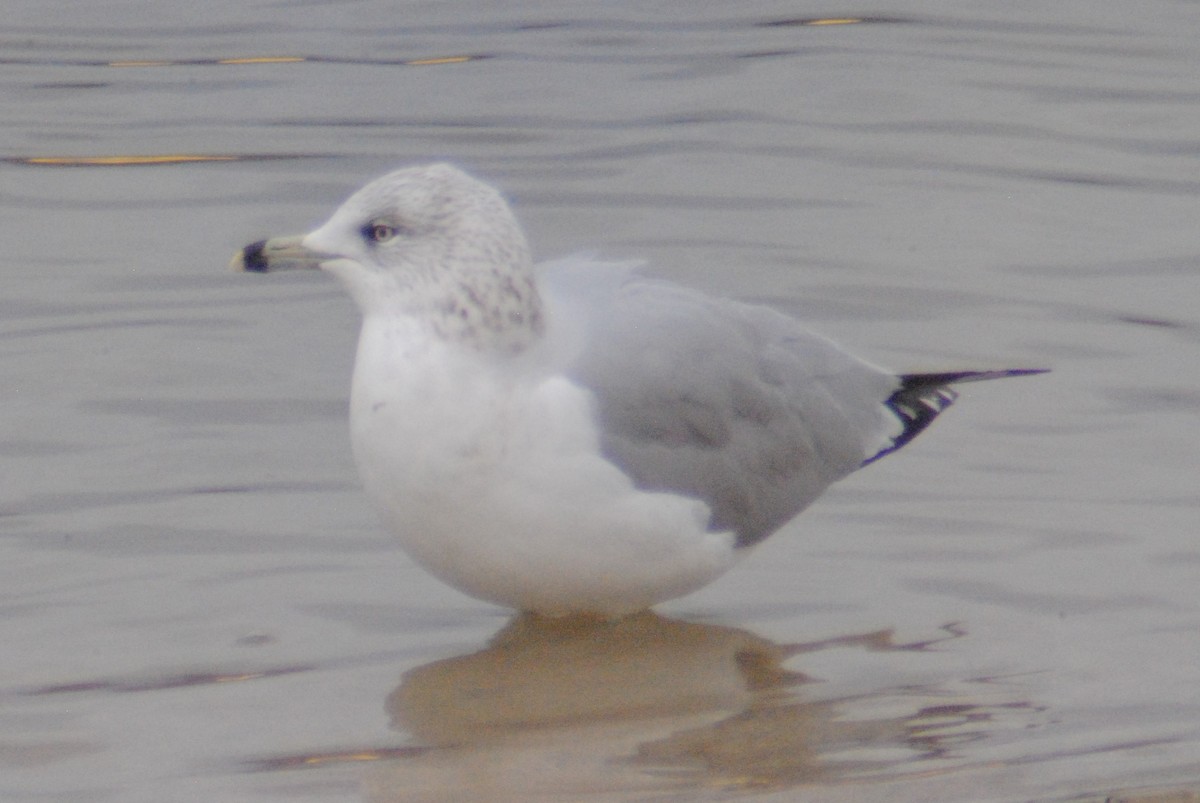 Ring-billed Gull - ML194731611