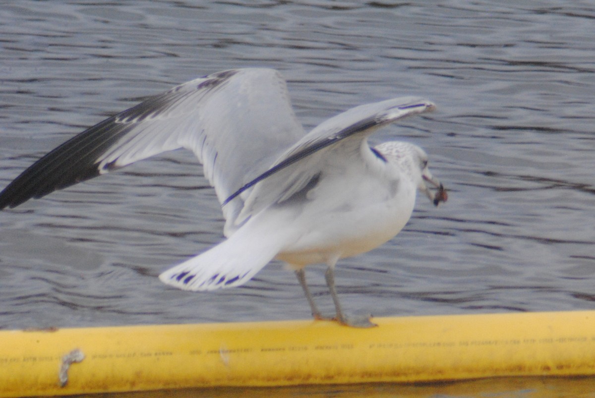 Ring-billed Gull - ML194731651