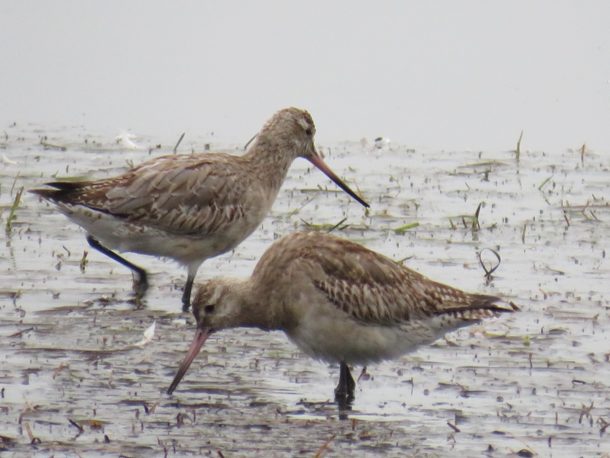 Bar-tailed Godwit - ML194734021