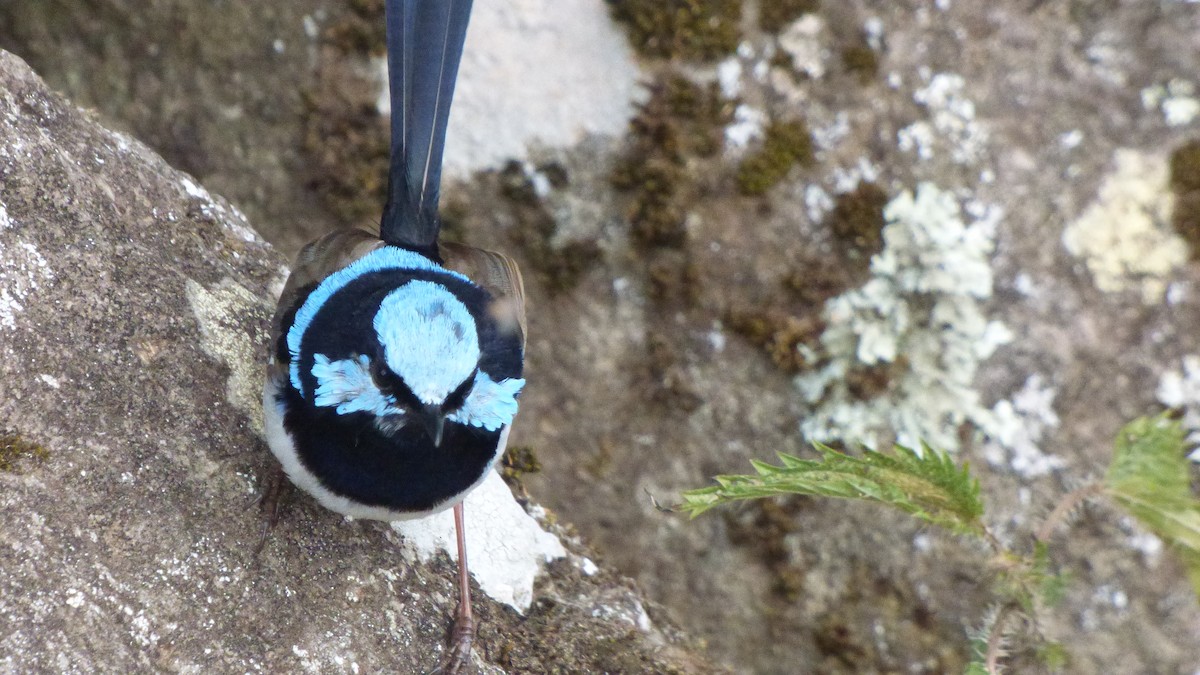 Superb Fairywren - ML194735981