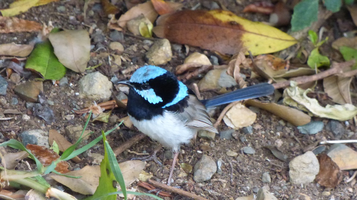 Superb Fairywren - ML194735991
