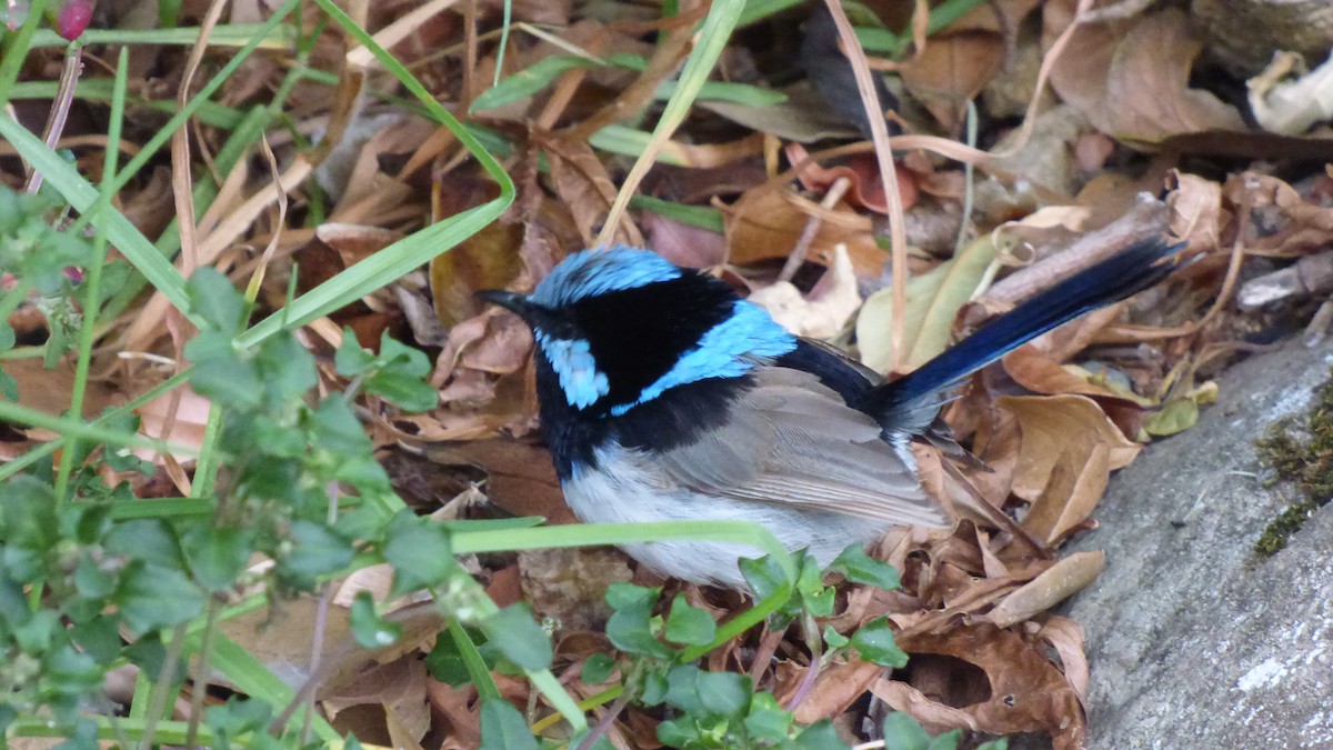 Superb Fairywren - ML194736001