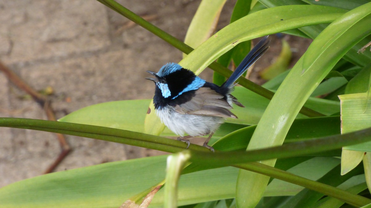 Superb Fairywren - ML194736011