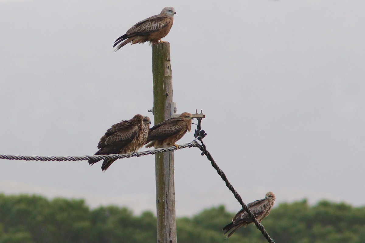 Red Kite - ML194736431