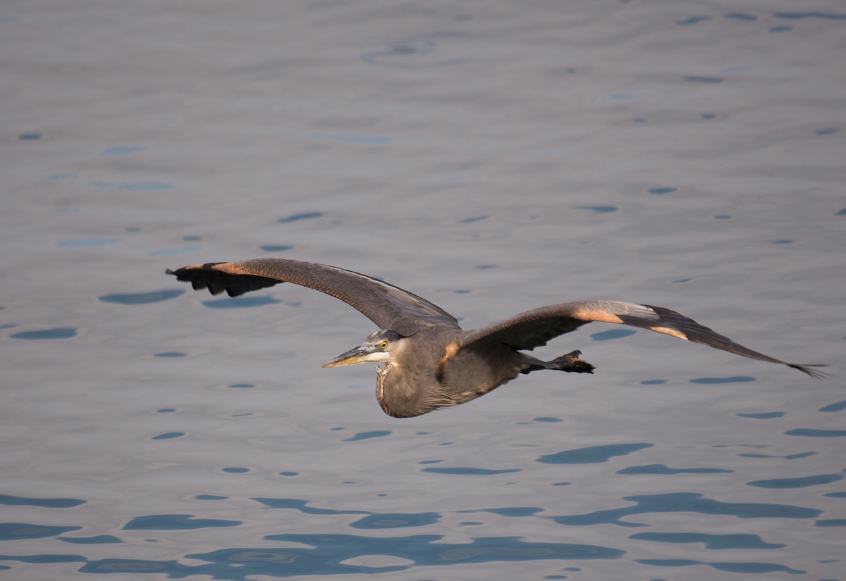 Great Blue Heron (Great Blue) - ML194736761