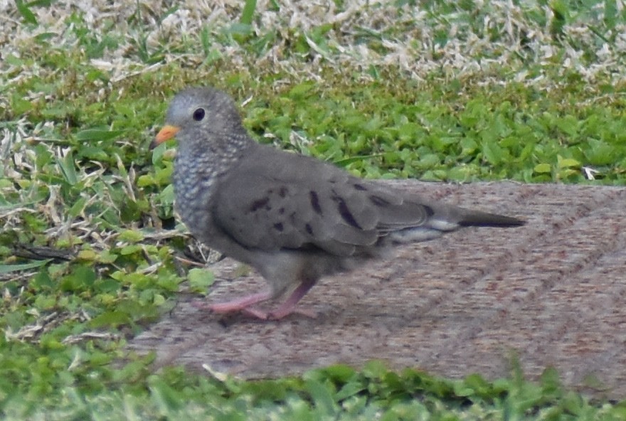 Common Ground Dove - ML194738121