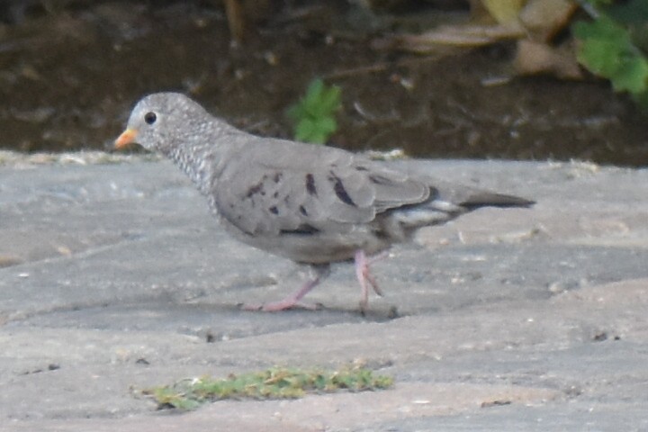 Common Ground Dove - ML194738241