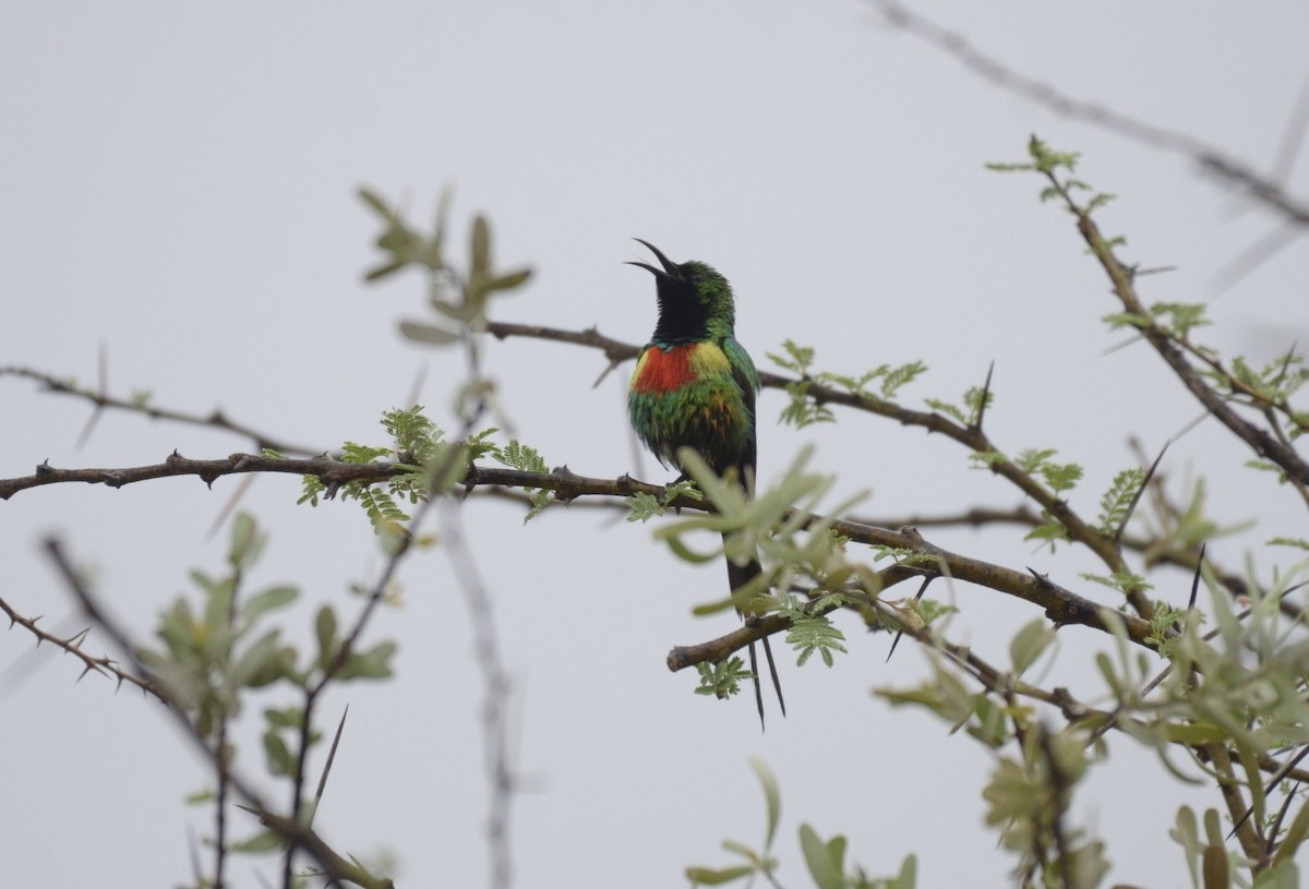 Beautiful Sunbird - ML194738781