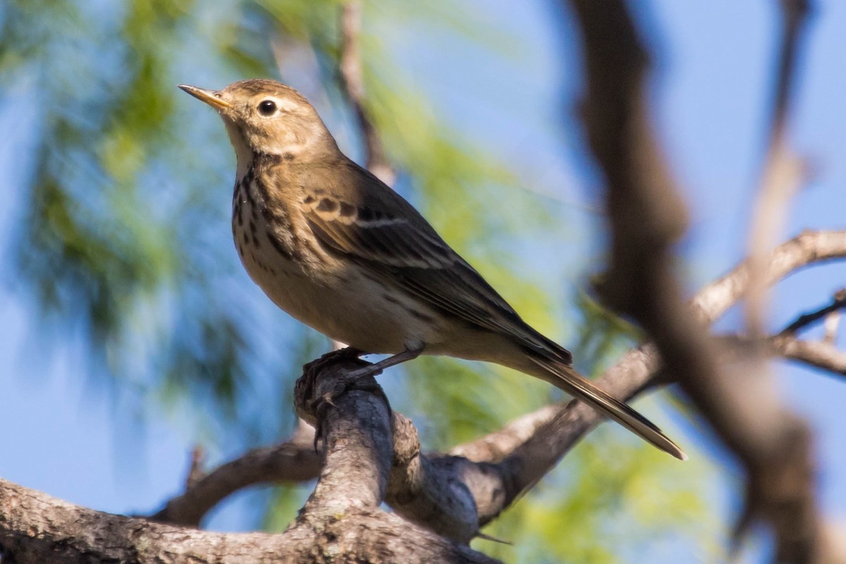 American Pipit - ML194738961