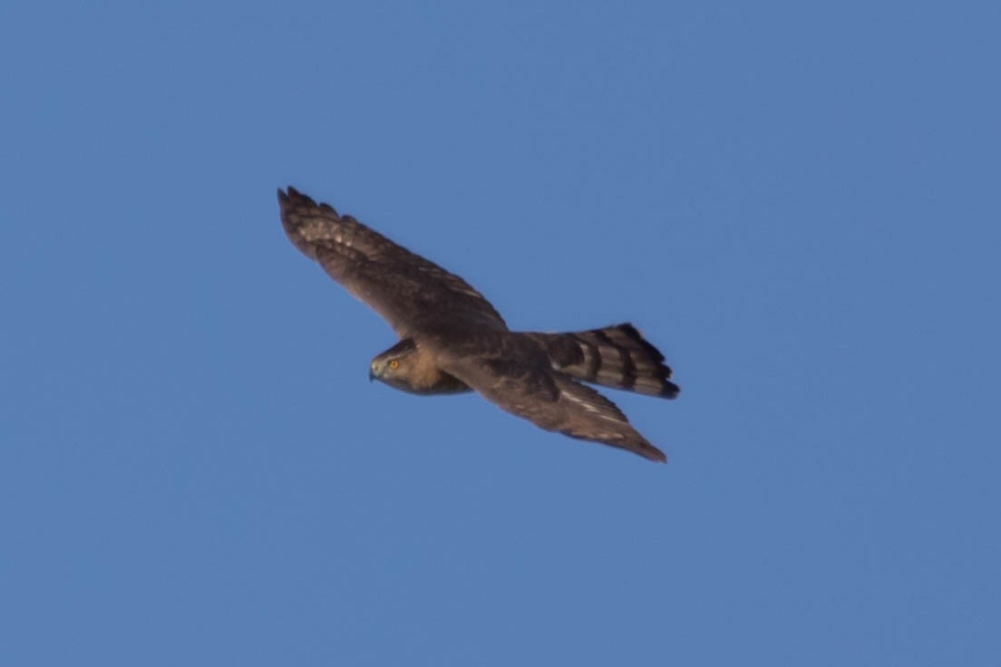 Sharp-shinned Hawk - ML194739031