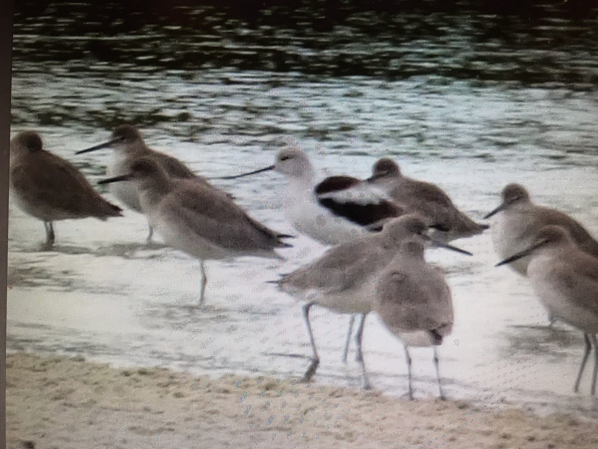 American Avocet - ML194740621