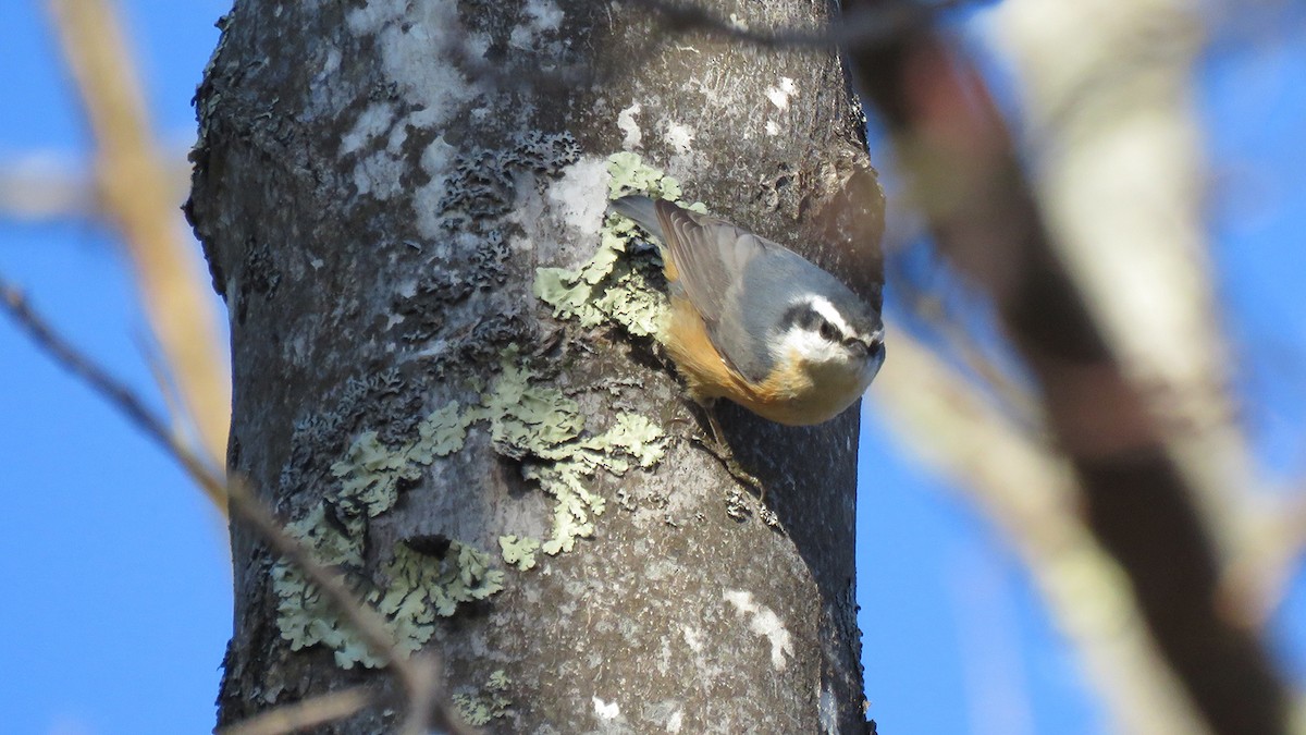 Red-breasted Nuthatch - ML194740651
