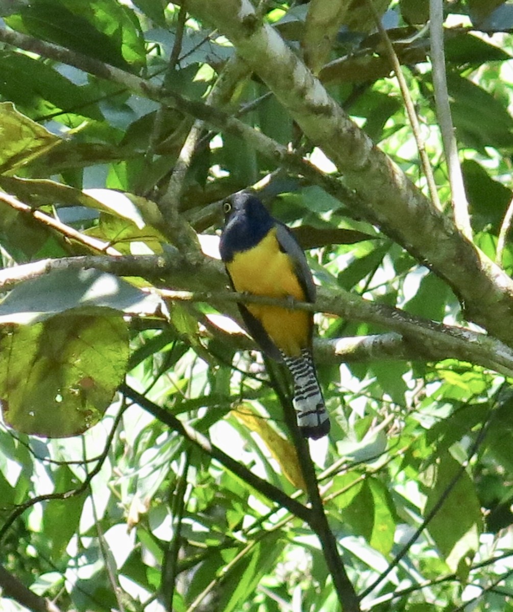 Trogon sp. (genre scientif.) - ML194742721