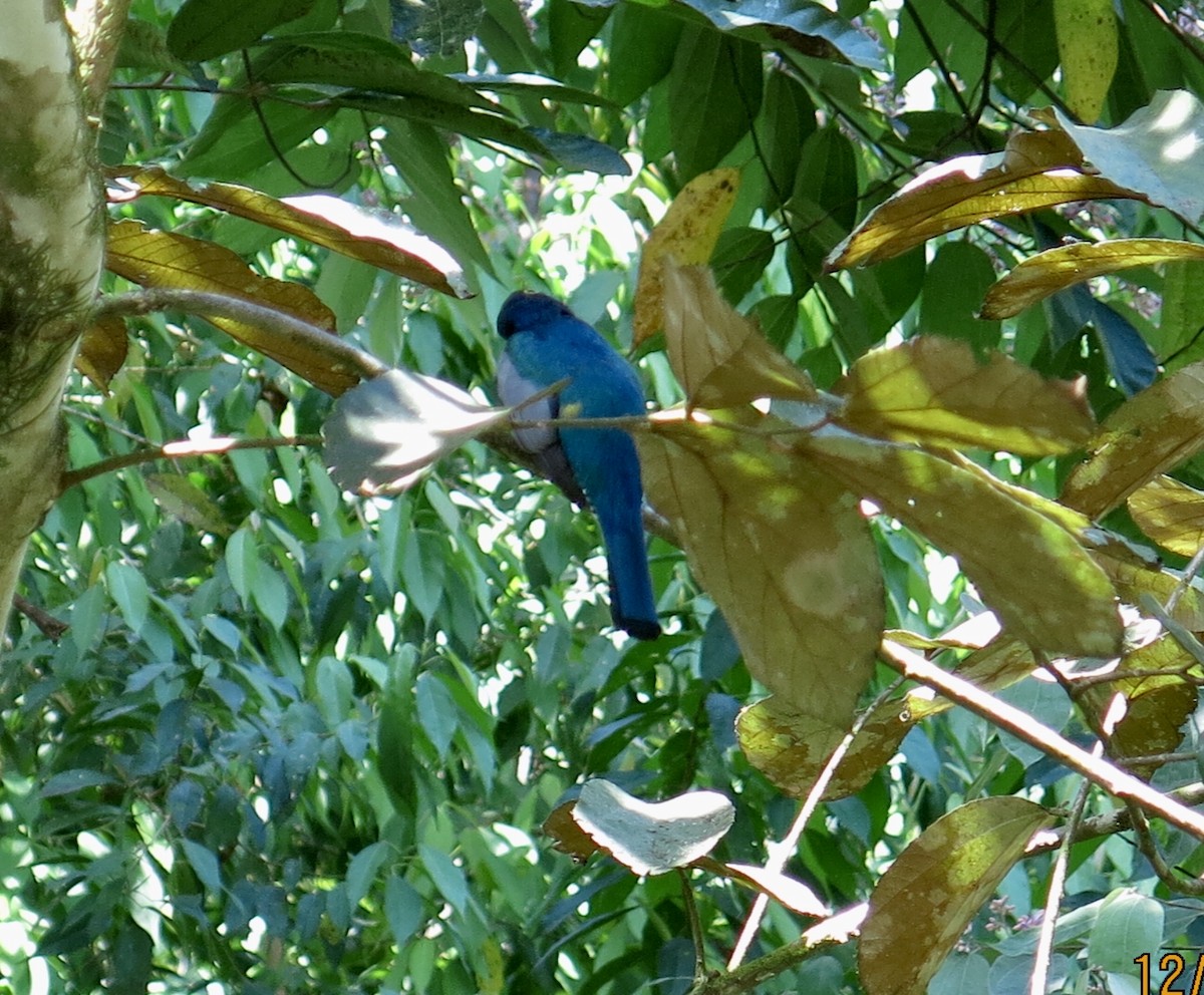 new world trogon sp. - jan dellibovi