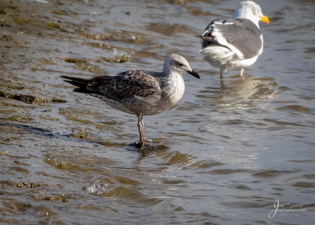 Lesser Black-backed Gull - ML194742871