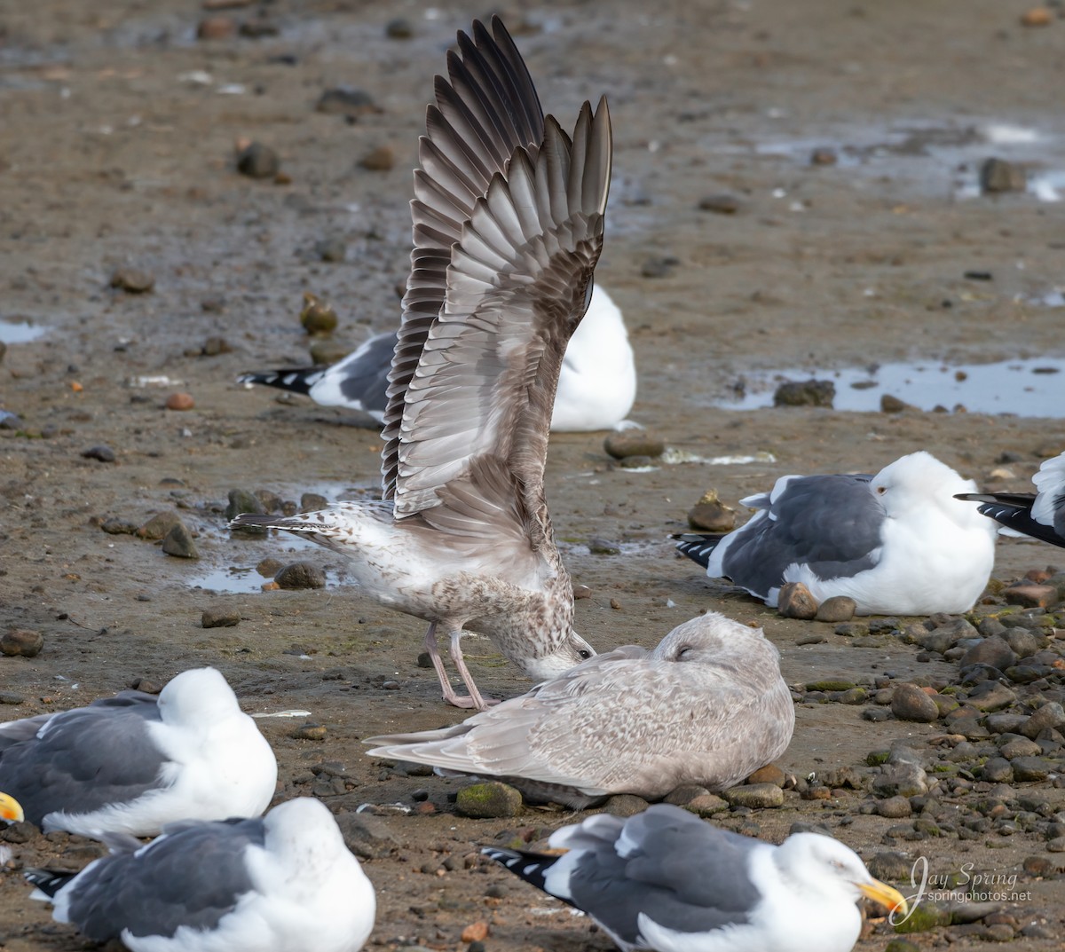 Lesser Black-backed Gull - ML194743881