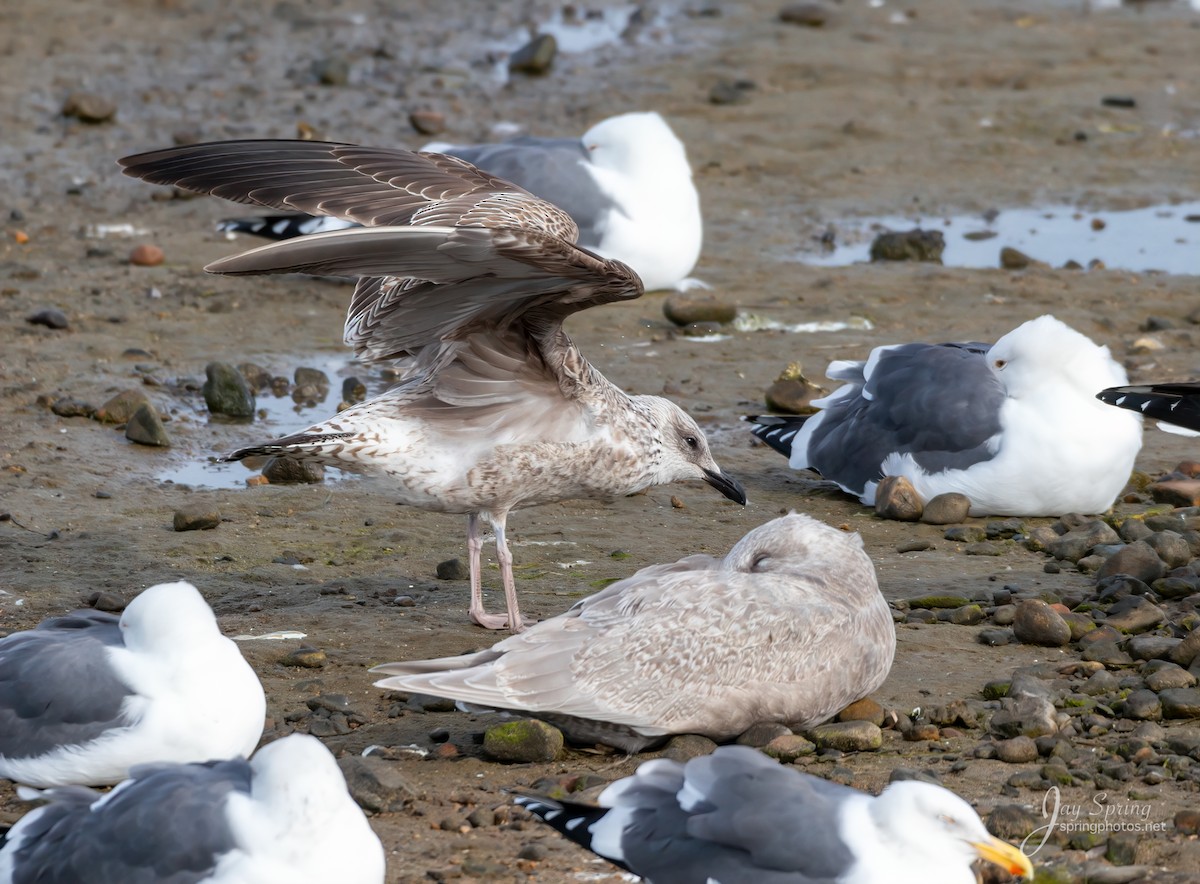 Lesser Black-backed Gull - ML194744331