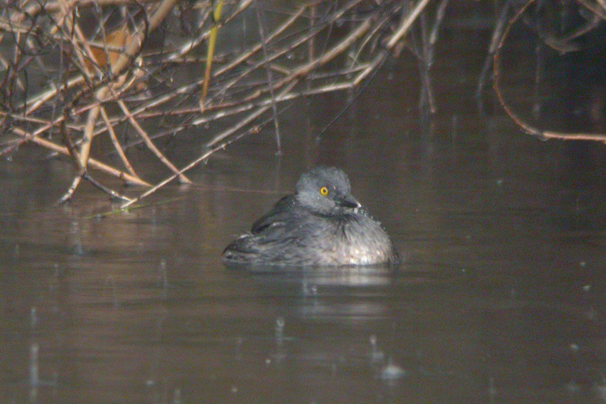 Least Grebe - ML194745501