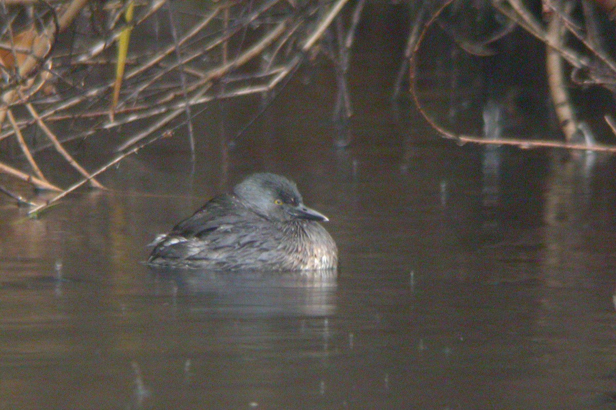 Least Grebe - ML194745511