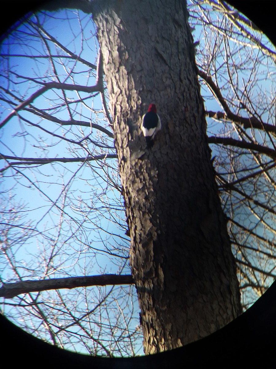 Red-headed Woodpecker - Matt Nusstein