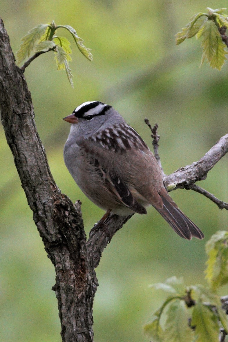White-crowned Sparrow - ML194747351