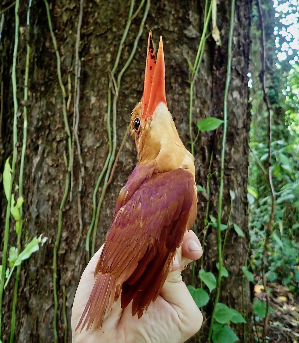 Ruddy Kingfisher - ML194747391