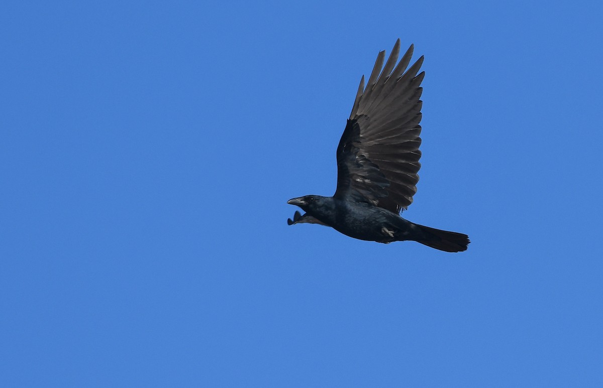 Fish Crow - ML194750161