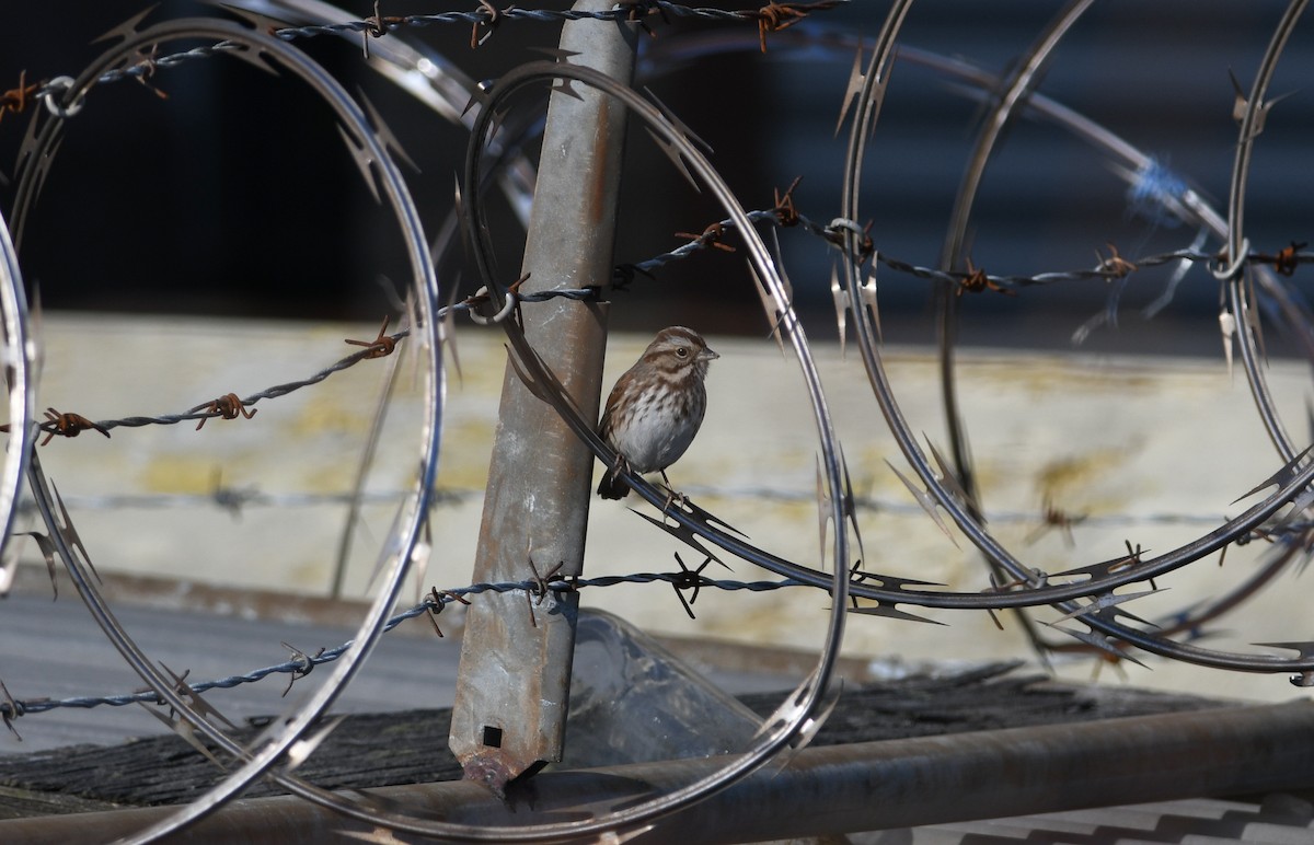 Song Sparrow - ML194750181