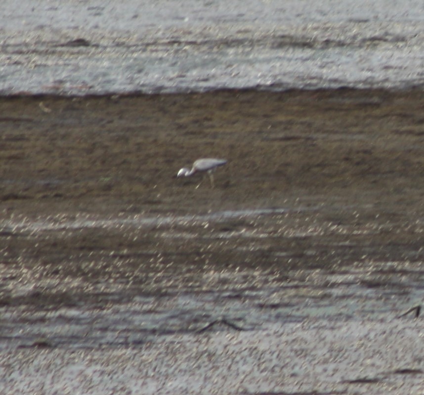 White-faced Heron - ML194752171