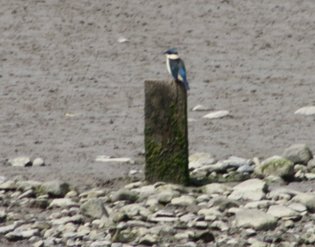 Sacred Kingfisher - John Conrad